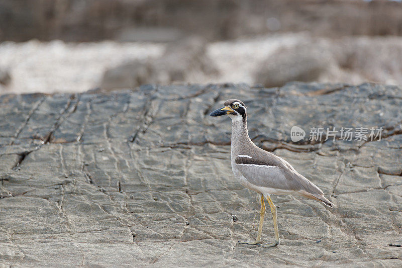 海鸟:成年沙滩粗膝鹬，又称沙滩石鹬(Esacus magnirostris)。